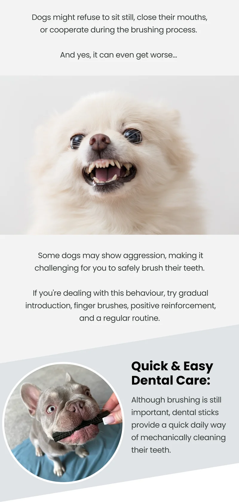 Scooch Dental Sticks