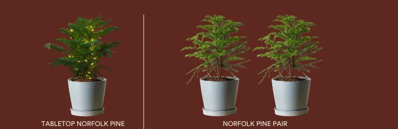 Shop the Norfolk Pine. offer ends 12/12
