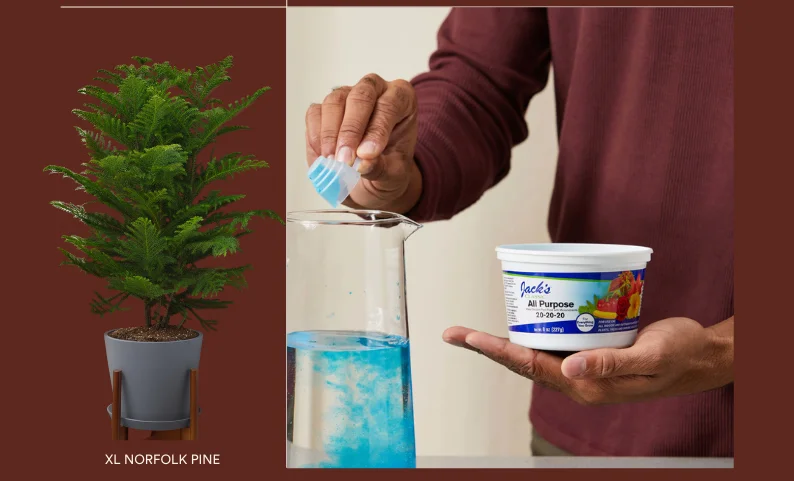 Shop the Norfolk Pine. offer ends 12/12