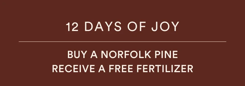 12 DAYS OF JOY: Buy a norfolk pine and receive a free fertilizer