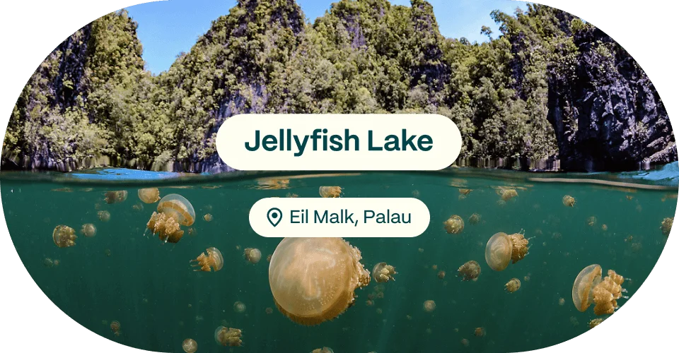 Jellyfish Lake, Eli Malk, Palau