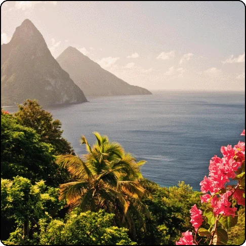 Image Description: A tropical setting with palm trees and pink flowers in the foreground and ocean and mountains in the distance.