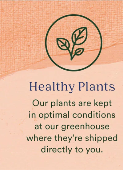 Healthy Plants