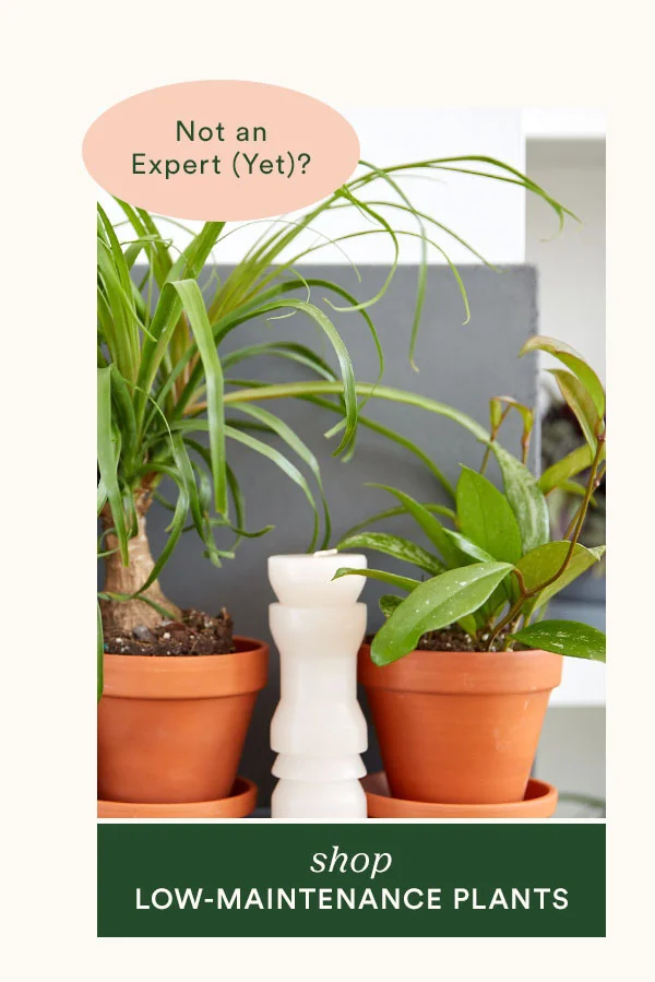 Shop Low Maintenance Plants