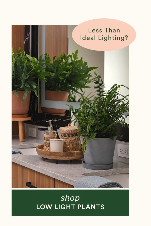 Shop Low Light Plants