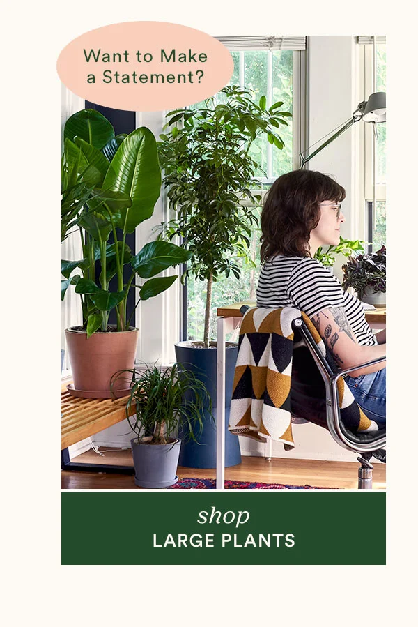 Shop Large Plants