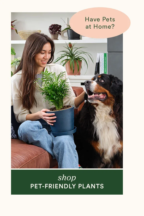 Shop Pet Friendly Plants
