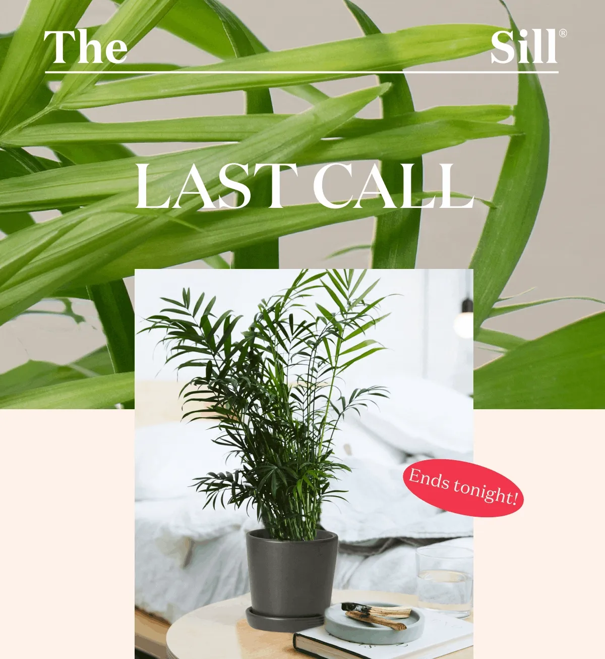 Choose from 2 plants and 3 planter colors!