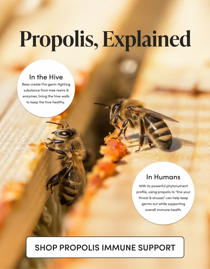 Propolis, Explained    IN THE HIVE Bees create this germ-fighting substance from tree resins & enzymes, lining the hive walls to keep the hive healthy.     IN HUMANS With its powerful phytonutrient profile, using propolis to “line your throat & sinuses” can help keep germs out while supporting overall immune health.