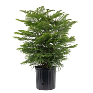 Up to 15% Off Select Holiday Decorations