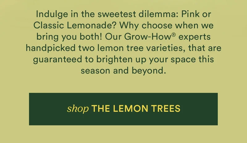 Shop the Lemon Trees