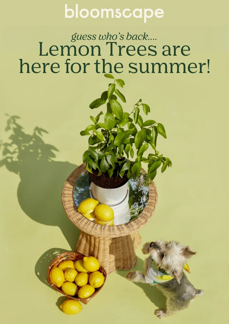 shop the lemon trees