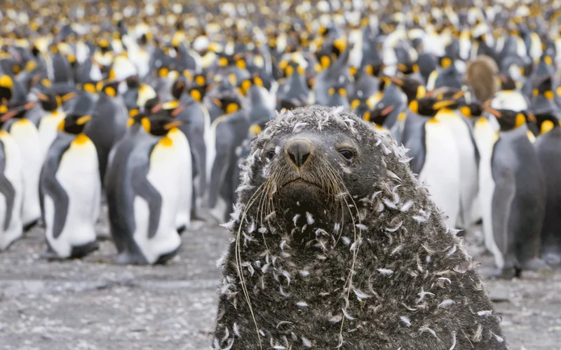 Antarctic fur seals have two layers of hair: a bottom layer to keep in warmth, and a top layer to keep water out. Sometimes the seals pick up a third layer: penguin feathers.