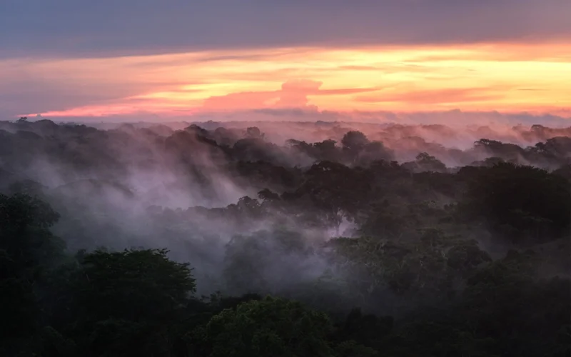 At sunset, fog rolls in through the trees in the Congo Basin, the world’s second largest rainforest.