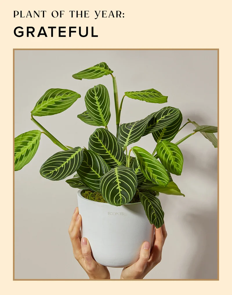 PLANT OF THE YEAR: GRATEFUL