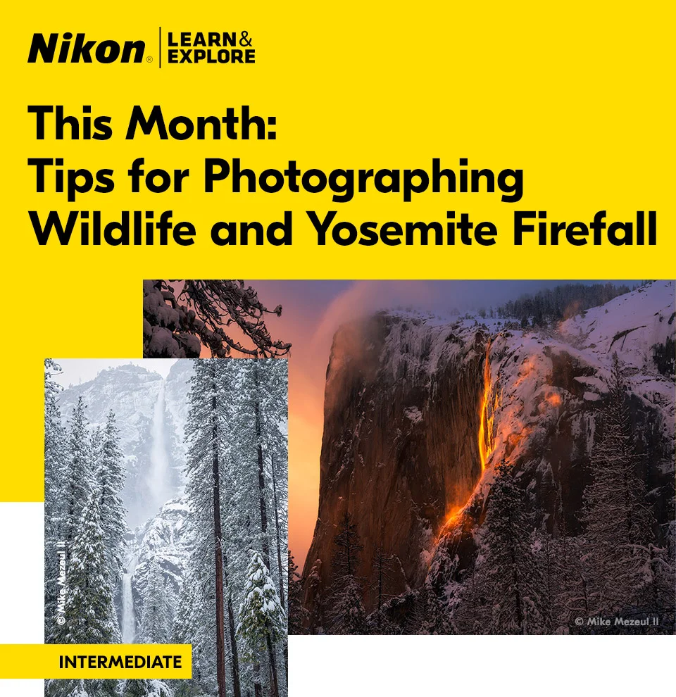 Nikon Learn and Explore | This month: Tips for Photographing Wildlife and Yosemite Firefall