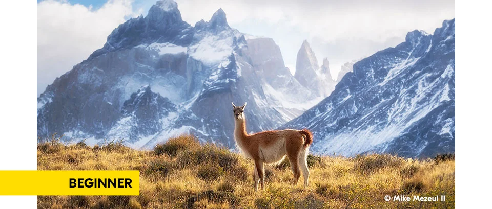 How to create compelling wildlife images without a super telephoto lens.