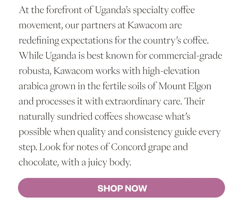 At the forefront of Uganda’s specialty coffee movement, our partners at Kawacom are redefining expectations for the country’s coffee. While Uganda is best known for commercial-grade robusta, Kawacom works with high-elevation arabica grown in the fertile soils of Mount Elgon and processes it with extraordinary care. Their naturally sundried coffees showcase what’s possible when quality and consistency guide every step. Look for notes of Concord grape and chocolate, with a juicy body.. SHOP NOW