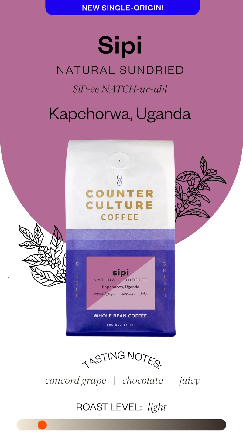 Sipi Natural SundriedPronunciation: SIP-ee NATCH-ur-uhlKapchorwa, Uganda Tasting Notes: concord grape | chocolate | juicy roast level: Light