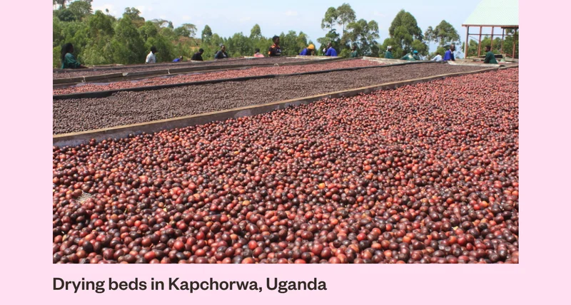 Drying beds in Kapchorwa, Uganda