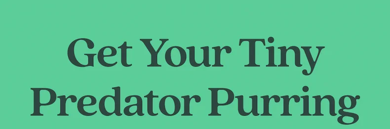 Get Your Tiny Predator Purring