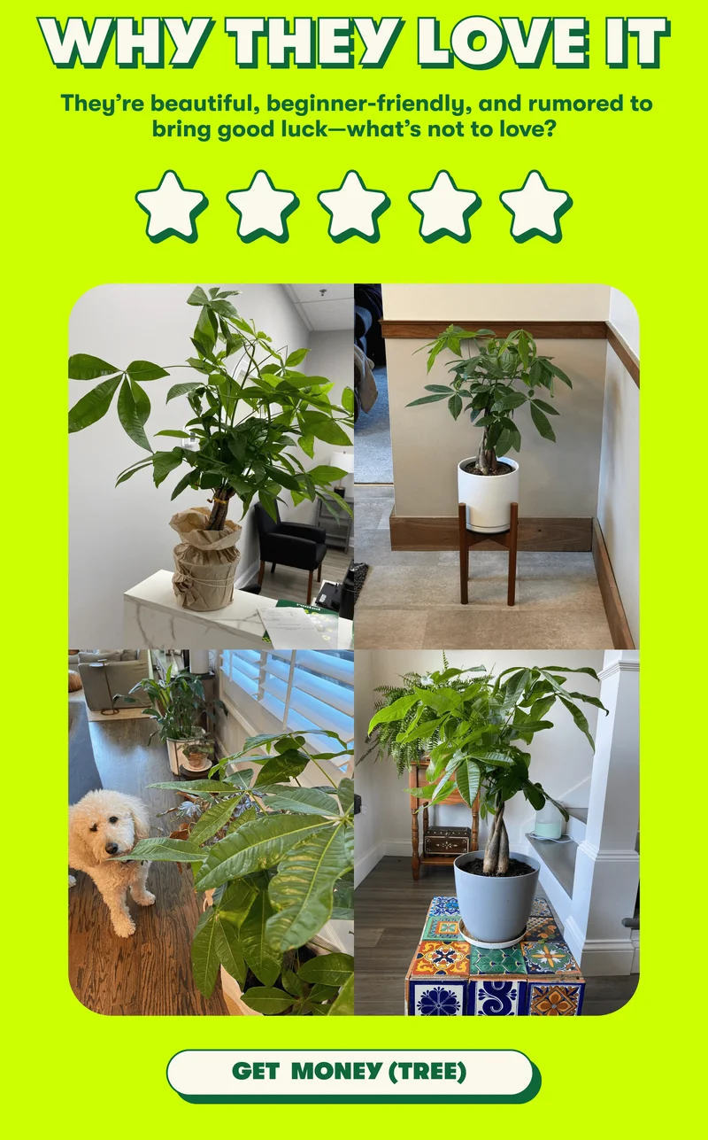 WHY THEY LOVE IT They’re beautiful, beginner-friendly, and rumored to bring good luck—what’s not to love? [GET  MONEY (TREE)]