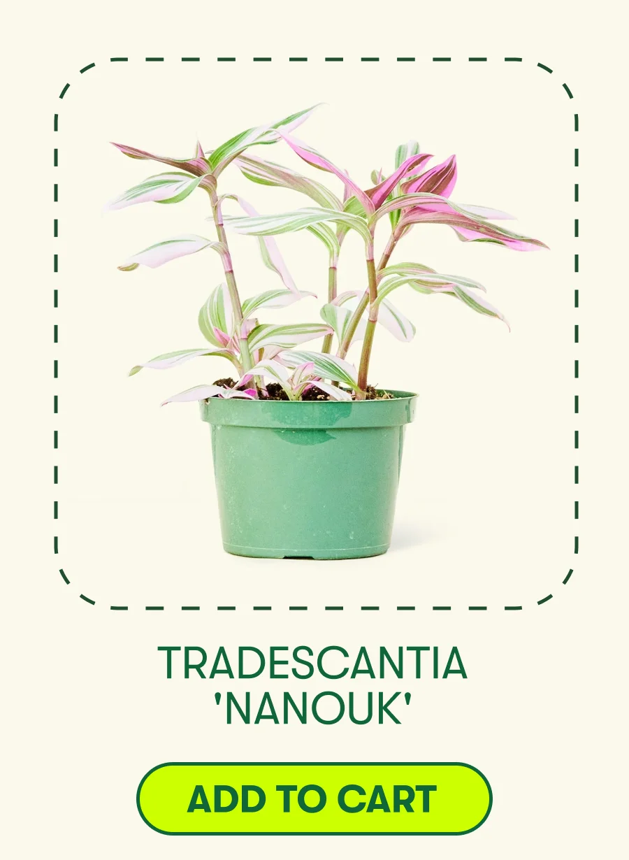 Tradescantia 'Nanouk' - Add to Cart