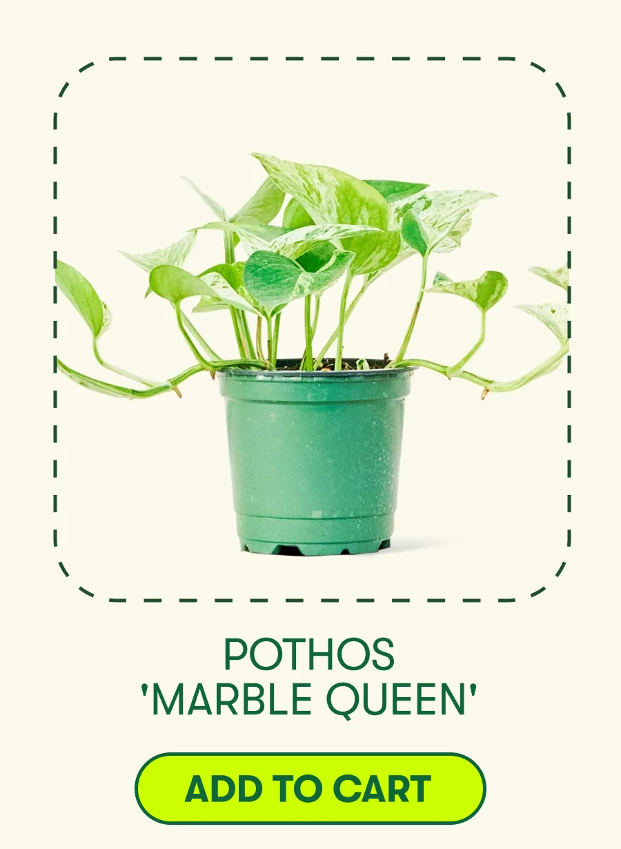 Pothos 'Marble Queen' - Add to Cart
