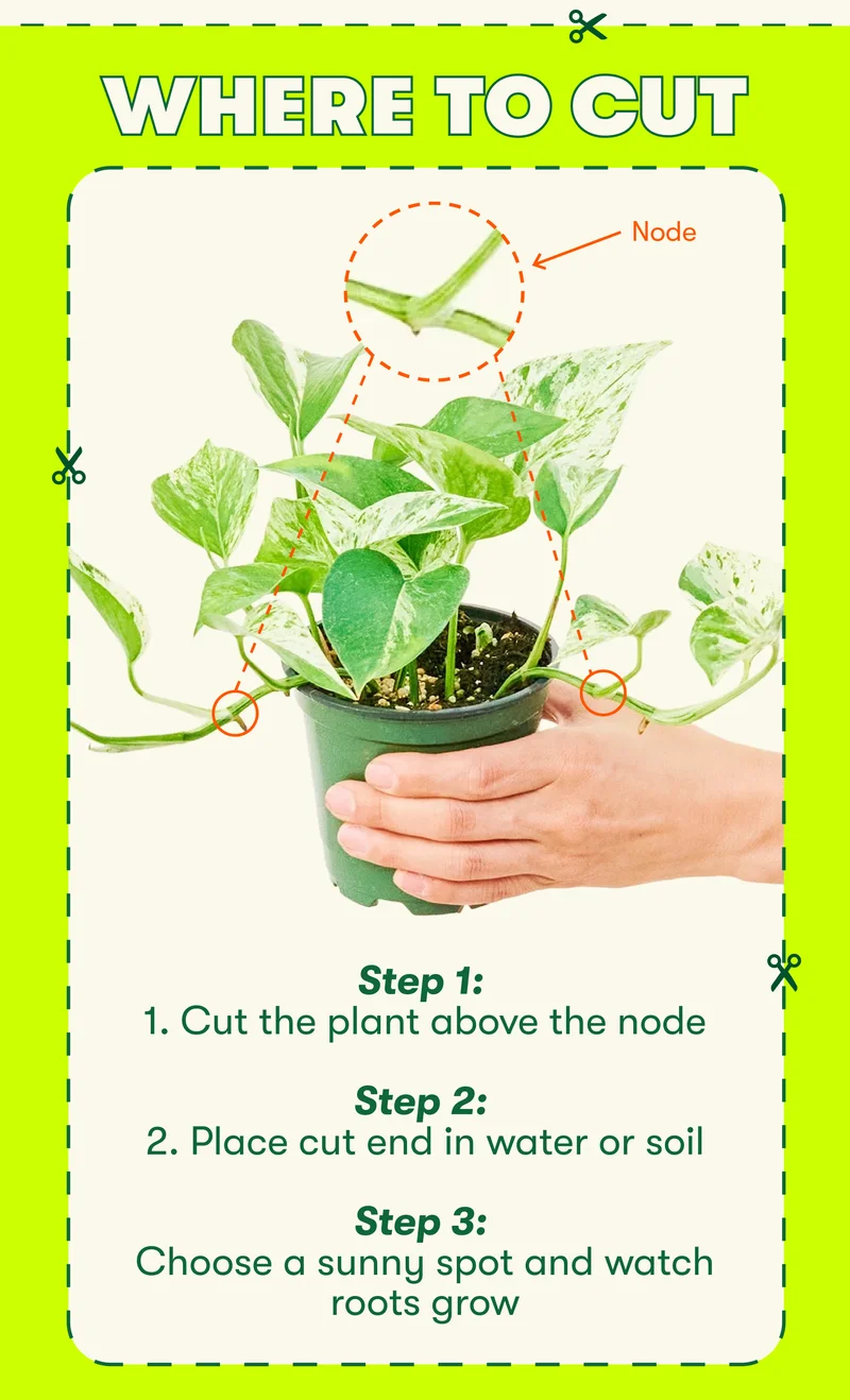 Where to cut. 1. Cut the plant above the node 2. Place cut end in water or soil. 3. Choose a sunny spot and watch roots grow