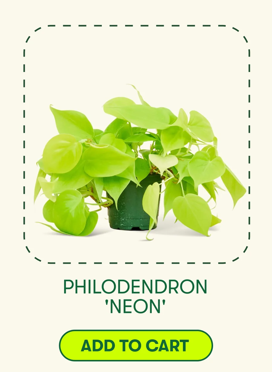 Philodendron 'Neon' - Add To Cart
