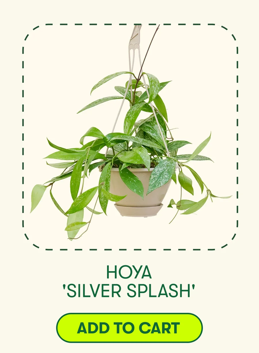 Hoya 'Silver Splash' - Add To Cart