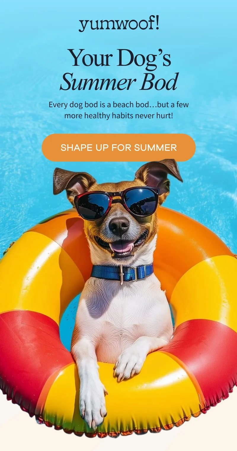 Yumwoof! | Your Dog’s Summer Bod | Every dog bod is a beach bod…but a few more healthy habits never hurt! | SHAPE UP FOR SUMMER