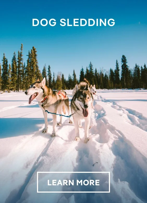 Dog Sledding – Click to View Cruises & Book Now