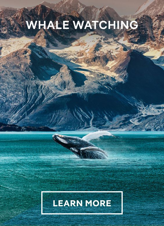 Whale Watching – Click to View Cruises & Book Now