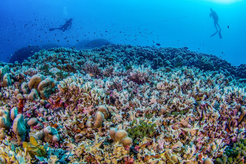 Divers from National Geographic Pristine Seas measure the world’s largest coral colony in the Solomon Islands.