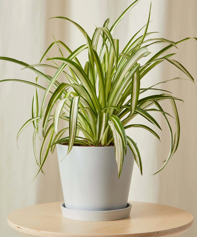 Image of Spider Plant