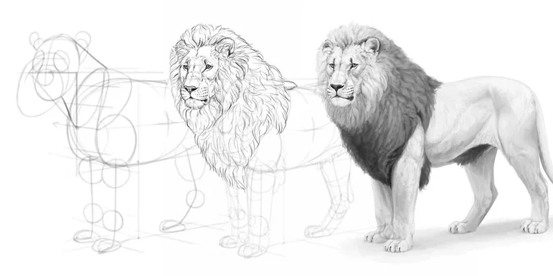 How To Draw Lions
