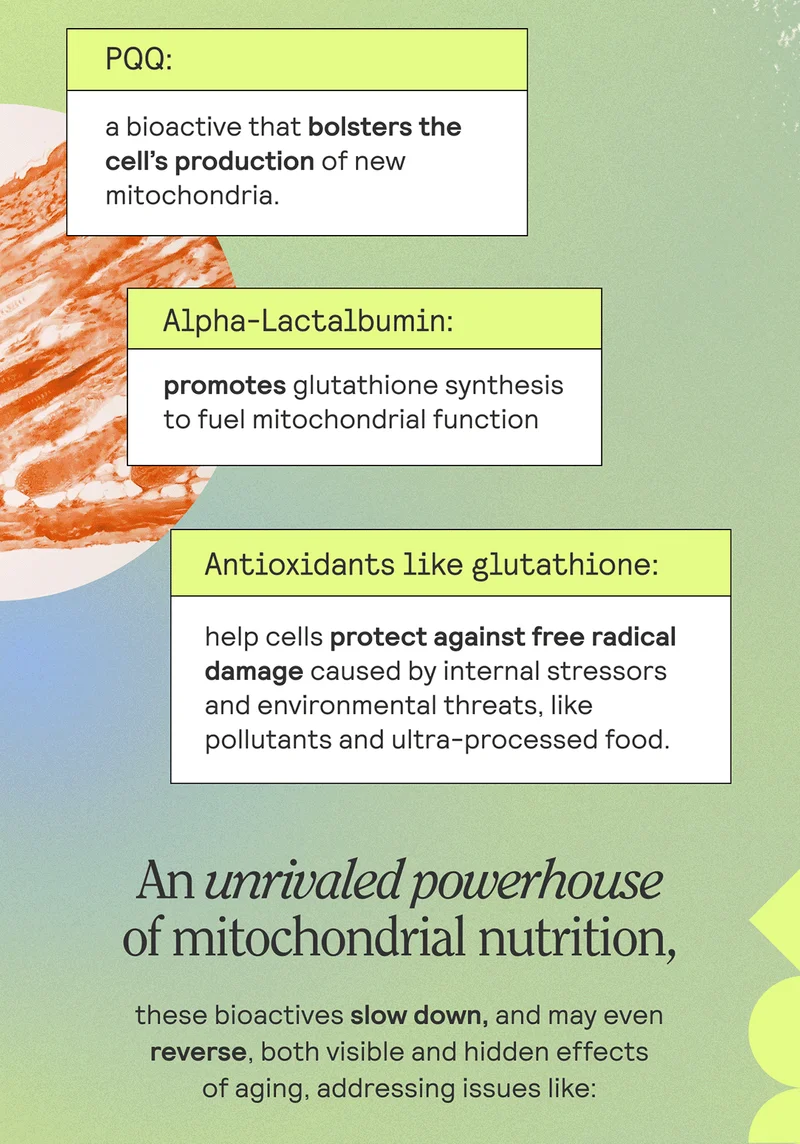 PQQ: a nutrient that supports the production of mitochondria. Alpha-Lactalbumin: promotes glutathione synthesis to fuel mitochindrial function. Antioxidants like glutathione: helps protect cells from free radical damage caused by factors like environmental threats, like pollutants and ultra-processed food. An unrivaled powerhouse of mitochondrial nutrition, these bioactives slow down, and may even reverse, both visible and hidden effects of aging, addresing issues like: