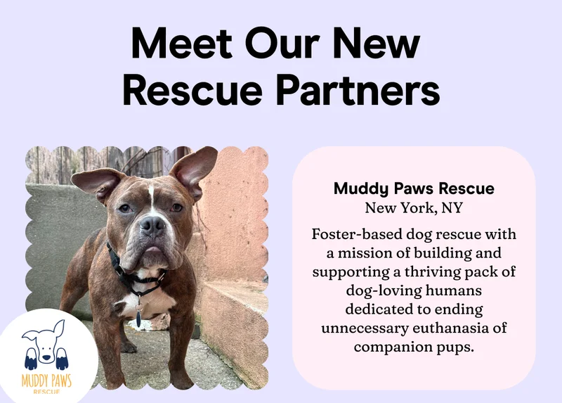 Muddy Paws