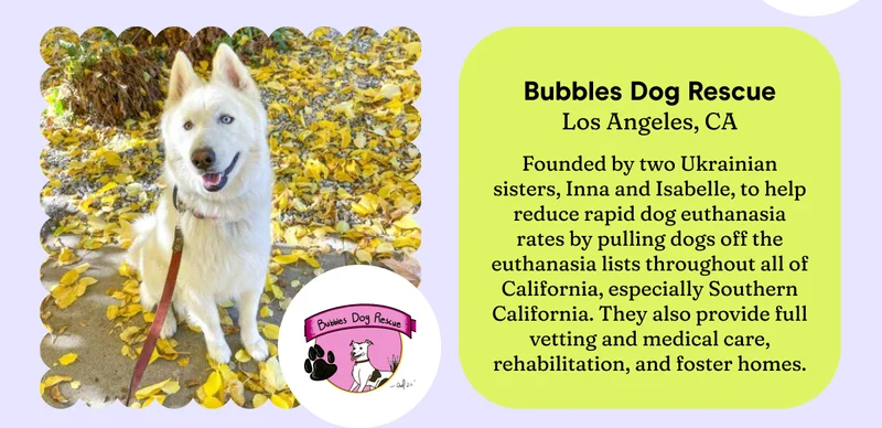 Bubbles Dog Rescue