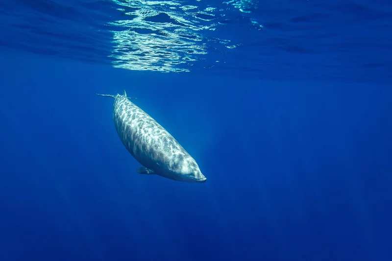Goose-beaked whales (Ziphius cavirostris) swims underwater.