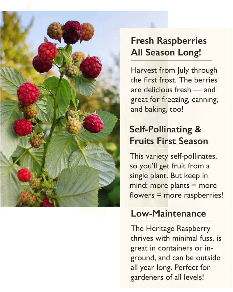 Fresh raspberries all season, self-pollinating, and low-maintenance.