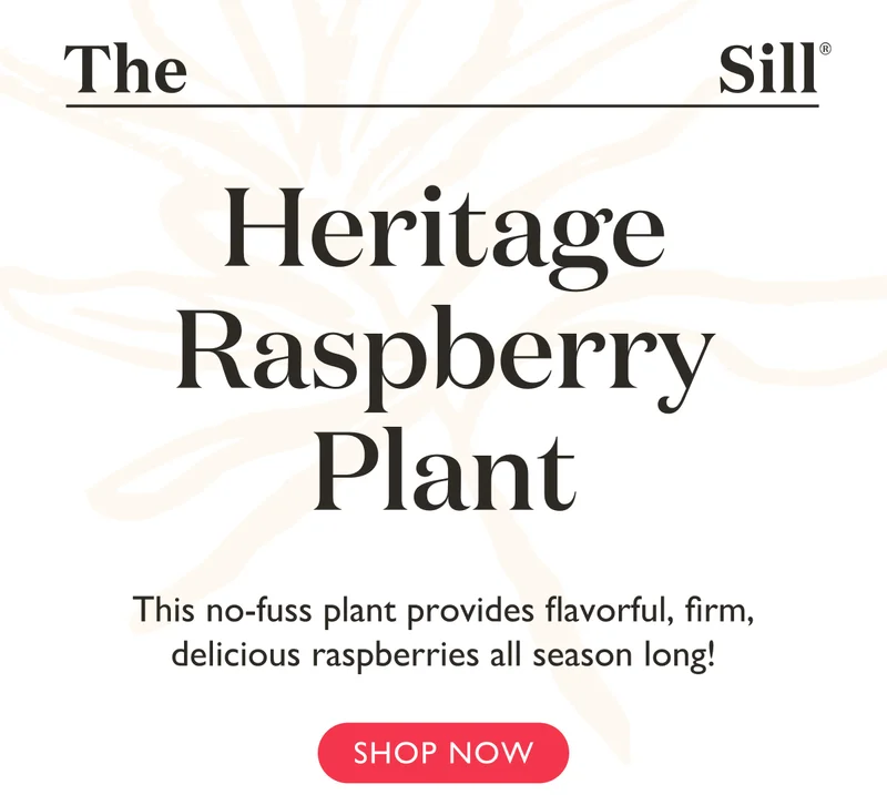 Meet the Heritage Raspberry Plant! This no-fuss plant provides flavorful, firm, delicious raspberries all season long.