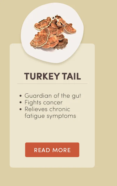 Turkey tail.Guardian of the gut. Fights cancer. Relieves chronic fatigue symptoms. Read more