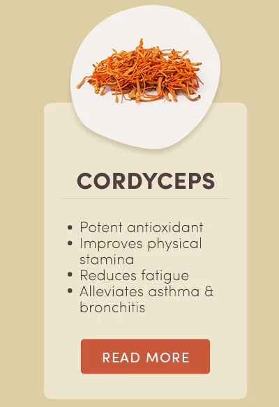 Cordyceps. Potent Antioxidant. improves physical stamina. Reduces fatigue. Alleviates asthma and bronchitis. Read more