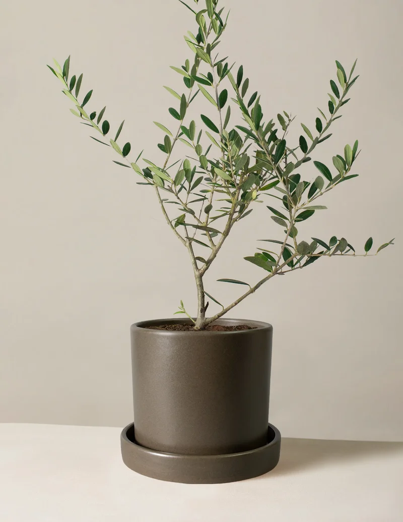 Image of Olive Tree | Medium | Houseplants From The Sill