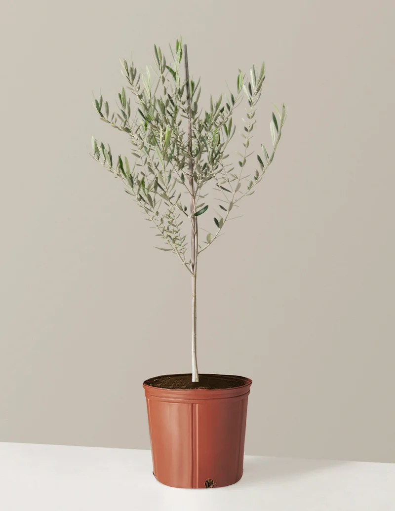 Image of Extra-Large Arbequina Olive Tree