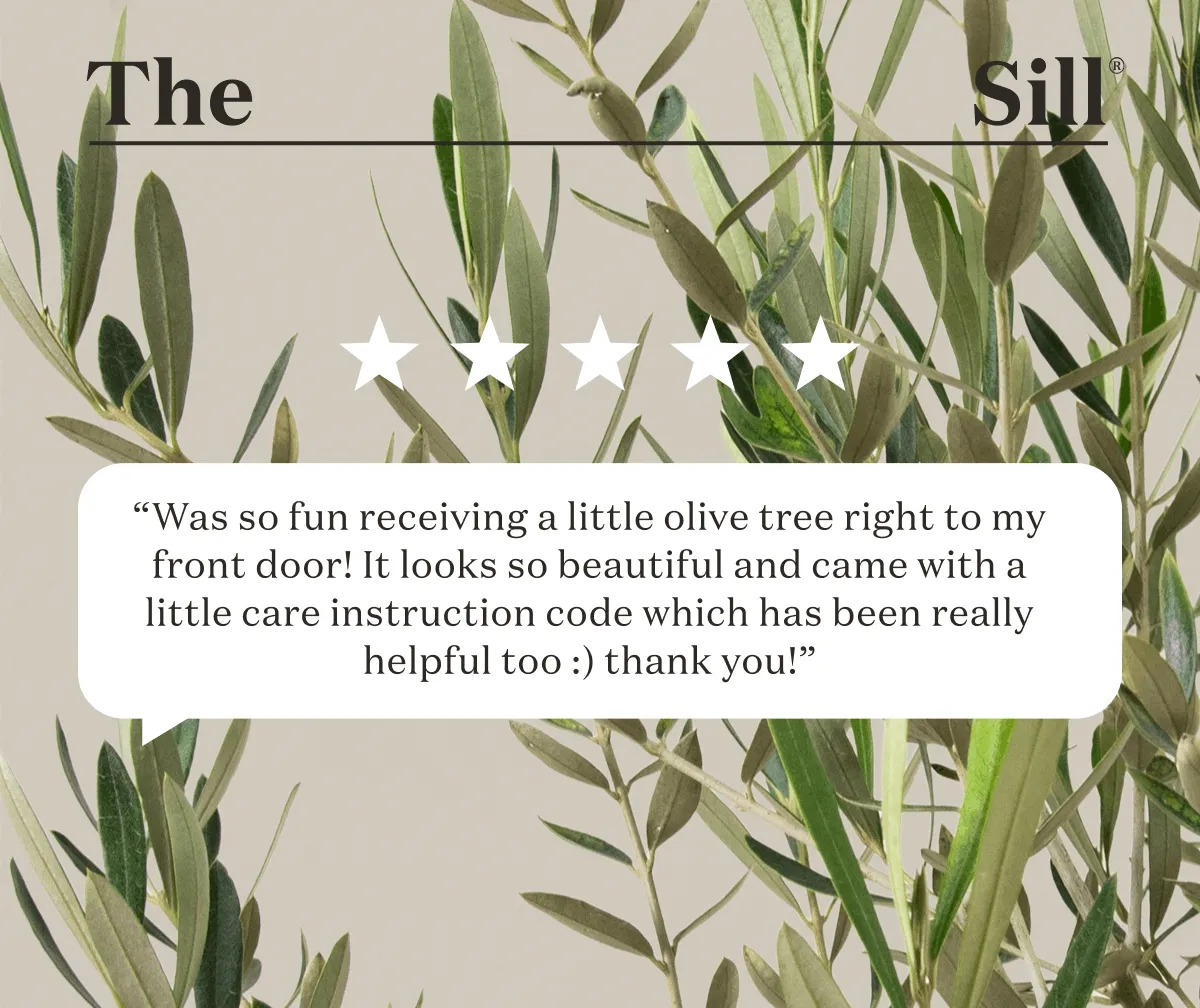 Shop Olive Trees