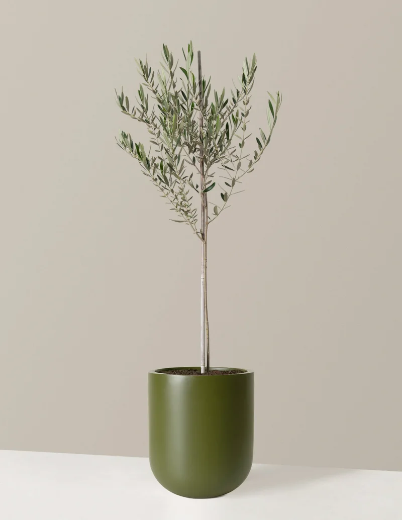 Image of Large Olive Tree | Green | Houseplants From The Sill