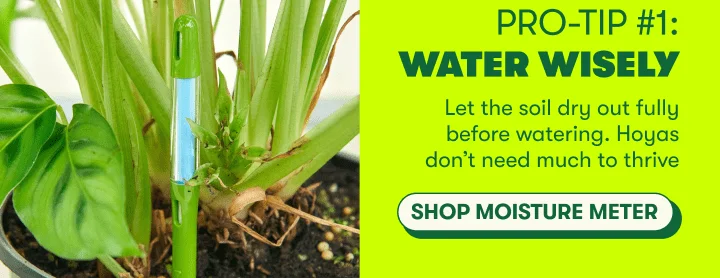 PRO-TIP #1: Water Wisely Let the soil dry out fully before watering. Hoyas don’t need much to thrive  [SHOP MOISTURE METERS]